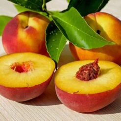 Peregrine Peach Tree 11 Peregrine Peach Tree -Soft Fruit Paradise FRU0133 3