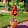 Madame Blanchet Patio Nectarine Tree 1 Madame Blanchet Patio Nectarine Tree -Soft Fruit Paradise FRU0139 1