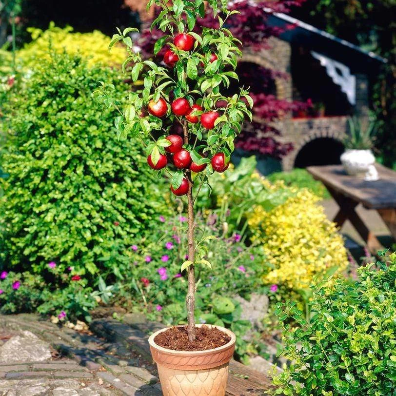 The 3 Best Fruits To Grow In Pots | Nectarine, Fig & Blueberry 4 The 3 Best Fruits To Grow In Pots | Nectarine, Fig & Blueberry - Image 2