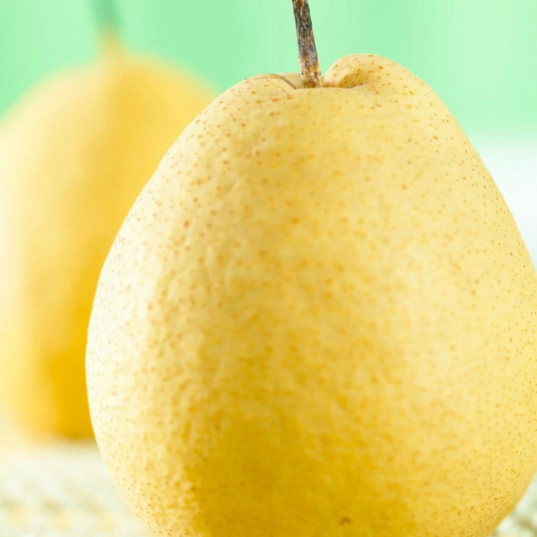 Kumoi' Asian Pear Tree | Nashi Pear 5 Kumoi' Asian Pear Tree | Nashi Pear - Image 3