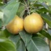 Kumoi' Asian Pear Tree | Nashi Pear 1 Kumoi' Asian Pear Tree | Nashi Pear -Soft Fruit Paradise FRU0142 2