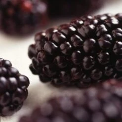 Wellington Mulberry Tree 11 Wellington Mulberry Tree -Soft Fruit Paradise FRU0143 2 2eacbfc8 f675 4ba9 9bd6 2dbe3957165a