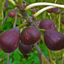 UK Hardy Fig Tree | 'Brown Turkey' 12 UK Hardy Fig Tree | 'Brown Turkey' -Soft Fruit Paradise FRU0148 1