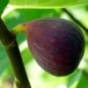 Osborne's Prolific Fig Tree 1 Osborne's Prolific Fig Tree -Soft Fruit Paradise FRU0153 1