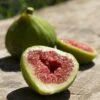 Dalmatie Fig Tree 2 Dalmatie Fig Tree -Soft Fruit Paradise FRU0157 2real