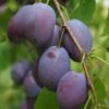 Shropshire Prune Damson Tree 1 Shropshire Prune Damson Tree -Soft Fruit Paradise FRU0162 1