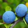 Farleigh Damson Tree 2 Farleigh Damson Tree -Soft Fruit Paradise FRU0164 1
