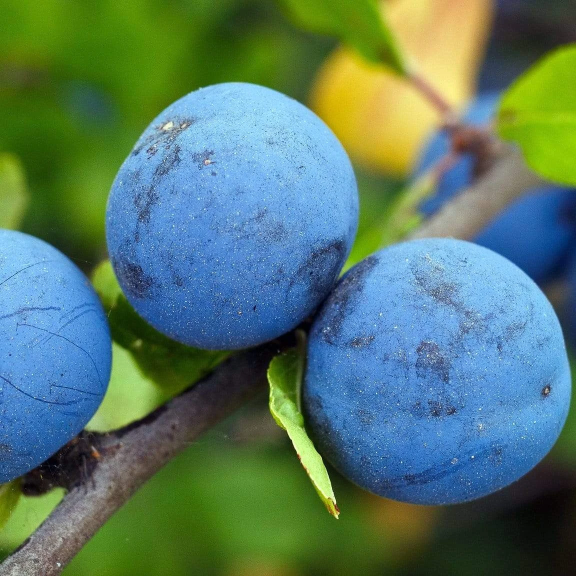 Farleigh Damson Tree 4 Farleigh Damson Tree - Image 2