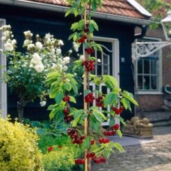 Sunburst Cherry Tree 13 Sunburst Cherry Tree -Soft Fruit Paradise FRU0169 3