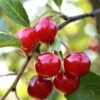 Summer Sun Cherry Tree 2 Summer Sun Cherry Tree -Soft Fruit Paradise FRU0172 1