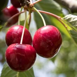Award Winning Patio Fruit Tree Collection | Cherry, Pear & Plum | Growers' Choice 16 Award Winning Patio Fruit Tree Collection | Cherry, Pear & Plum | Growers' Choice -Soft Fruit Paradise FRU0174 1 1
