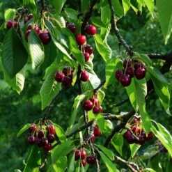 Stella Cherry Tree 13 Stella Cherry Tree -Soft Fruit Paradise FRU0174 2