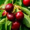 Morello Cherry Tree 2 Morello Cherry Tree -Soft Fruit Paradise FRU0178 1