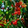 May Duke Cherry Tree 1 May Duke Cherry Tree -Soft Fruit Paradise FRU0179 1