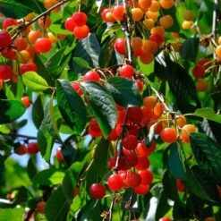 May Duke Cherry Tree -Soft Fruit Paradise FRU0179 2