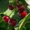 Lapins 'Cherokee' Cherry Tree 2 Lapins 'Cherokee' Cherry Tree -Soft Fruit Paradise FRU0181 1