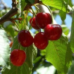 Hartland Patio Cherry Tree 7 Hartland Patio Cherry Tree -Soft Fruit Paradise FRU0185 1