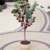 Hartland Patio Cherry Tree 1 Hartland Patio Cherry Tree -Soft Fruit Paradise FRU0185 2