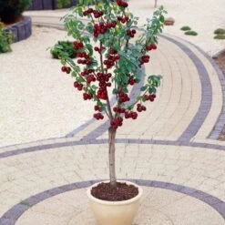 Soft Fruit Paradise 16 Hartland Patio Cherry Tree