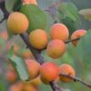 Tomcot Apricot Tree 1 Tomcot Apricot Tree -Soft Fruit Paradise FRU0187 1
