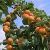 Flavourcot Apricot Tree 2 Flavourcot Apricot Tree -Soft Fruit Paradise FRU0192 1