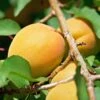 Early Moorpark Apricot Tree 1 Early Moorpark Apricot Tree -Soft Fruit Paradise FRU0195 1