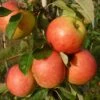 James Grieve Apple Tree | Dwarf Rootstock 2 James Grieve Apple Tree | Dwarf Rootstock -Soft Fruit Paradise FRU0198 1
