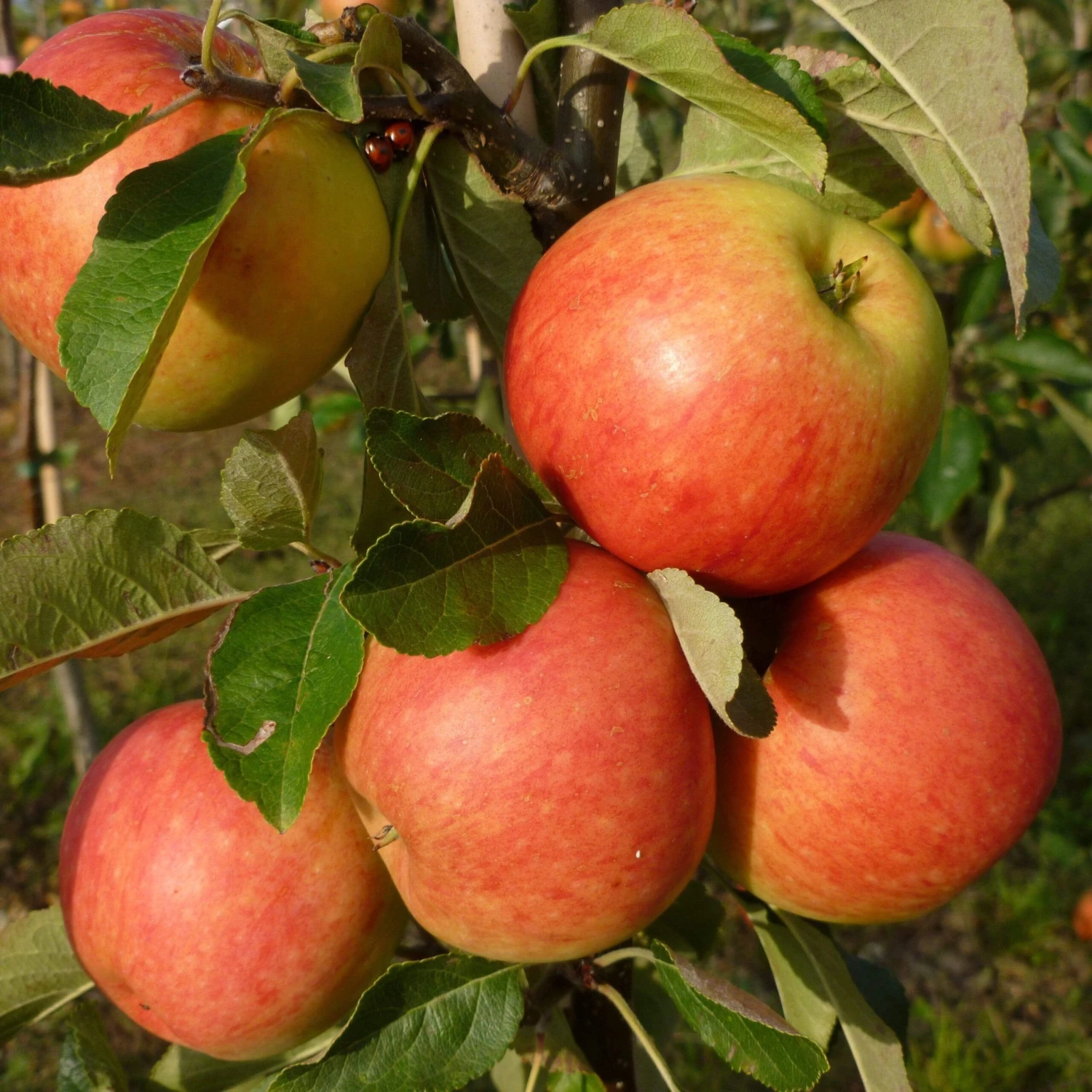 Best Apple Trees For Any Purpose | Growers' Choice 8 Best Apple Trees For Any Purpose | Growers' Choice - Image 6