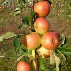 James Grieve Apple Tree | Dwarf Rootstock -Soft Fruit Paradise FRU0198 2