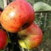 Sunset Apple Tree -Soft Fruit Paradise FRU0204 1