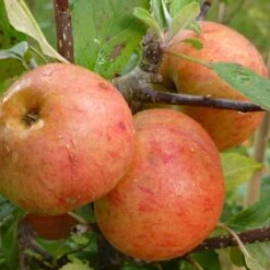 Sunset Apple Tree 9 Sunset Apple Tree -Soft Fruit Paradise FRU0204 2