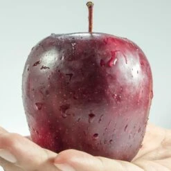 Spartan Apple Tree 9 Spartan Apple Tree -Soft Fruit Paradise FRU0207 1