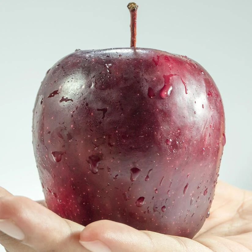 Spartan Apple Tree 5 Spartan Apple Tree - Image 3