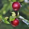 Spartan Apple Tree 1 Spartan Apple Tree -Soft Fruit Paradise FRU0207 3