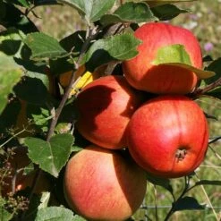 Scrumptious® Apple Tree 14 Scrumptious® Apple Tree -Soft Fruit Paradise FRU0209 3