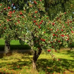 Red Windsor® Apple Tree 13 Red Windsor® Apple Tree -Soft Fruit Paradise FRU0210 4