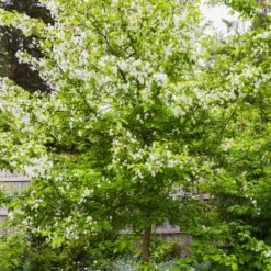 Red Windsor® Apple Tree 14 Red Windsor® Apple Tree -Soft Fruit Paradise FRU0210 5