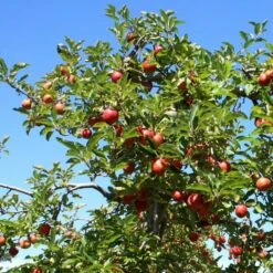 Red Windsor® Apple Tree 16 Red Windsor® Apple Tree -Soft Fruit Paradise FRU0210 6