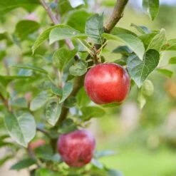 Red Windsor® Apple Tree 12 Red Windsor® Apple Tree -Soft Fruit Paradise FRU0210 7