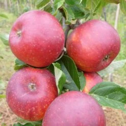 Red Windsor® Apple Tree 15 Red Windsor® Apple Tree -Soft Fruit Paradise FRU0211 2