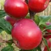 Red Devil Apple Tree -Soft Fruit Paradise FRU0213 1