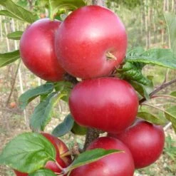 Red Devil Apple Tree 8 Red Devil Apple Tree -Soft Fruit Paradise FRU0213 2