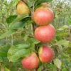 Laxton's Superb Apple Tree -Soft Fruit Paradise FRU0215 1