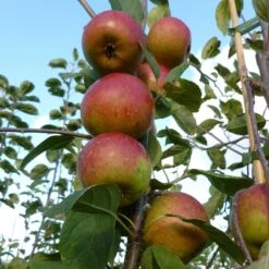 Laxton's Superb Apple Tree -Soft Fruit Paradise FRU0215 2