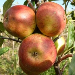Laxton's Superb Apple Tree -Soft Fruit Paradise FRU0215 3