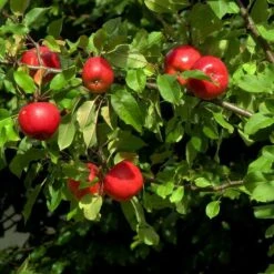 Katy Apple Tree 8 Katy Apple Tree -Soft Fruit Paradise FRU0217 4