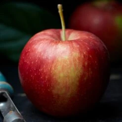 Jonagold Apple Tree -Soft Fruit Paradise FRU0219 2