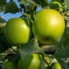 Granny Smith Apple Tree 2 Granny Smith Apple Tree -Soft Fruit Paradise FRU0227 1