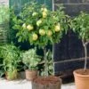 Golden Delicious Apple Tree 1 Golden Delicious Apple Tree -Soft Fruit Paradise FRU0228 1