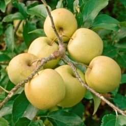 Golden Delicious Apple Tree 11 Golden Delicious Apple Tree -Soft Fruit Paradise FRU0228 2